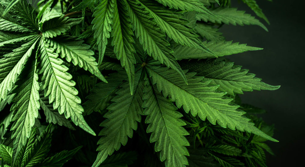 Cannabis