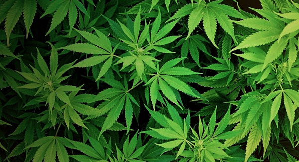 Cannabis